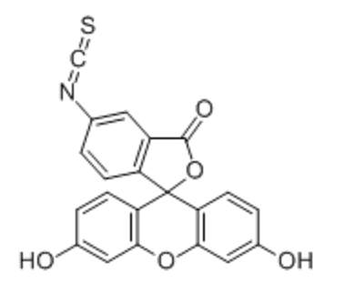 胆固醇-聚乙二醇 2000-马来酰亚胺 -cys-VTAMEPGQ-K-异硫氰酸荧光素的应用