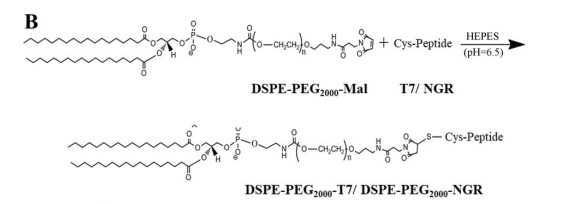 DSPE-PEG2000-Mal在T7/NGR-RBCSLNs纳米颗粒中的应用