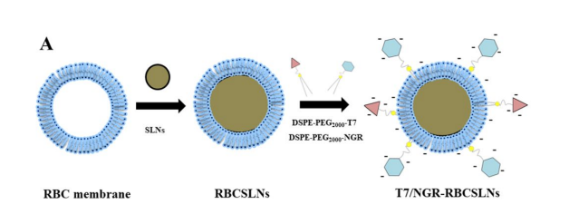 DSPE-PEG2000-Mal在T7/NGR-RBCSLNs纳米颗粒中的应用