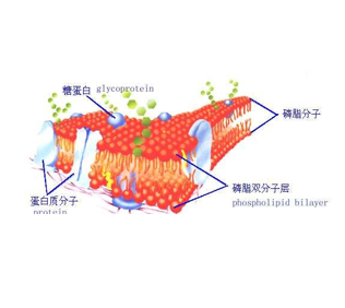 磷脂试剂盒   Phospholipid Kit