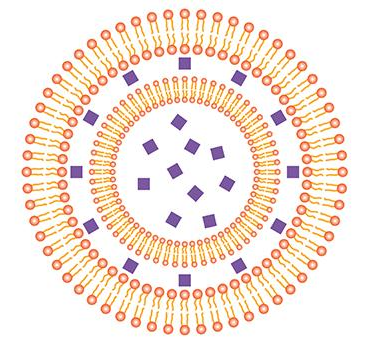 氯膦酸盐脂质体   Clodronate Liposomes