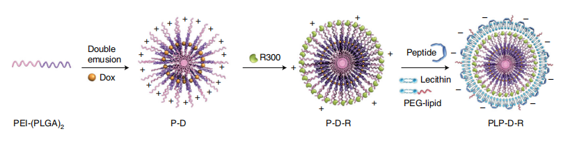 NH2-PEG-DSPE