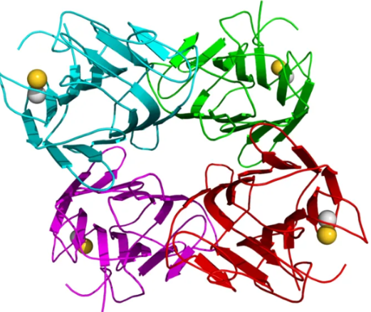 Concanavalin A-TRITC(1mg/ml)的优点缺点