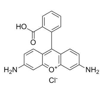 罗丹明标记聚苯乙烯微球（粒径 200nm）   Rhodamine-PS  200NM的应用