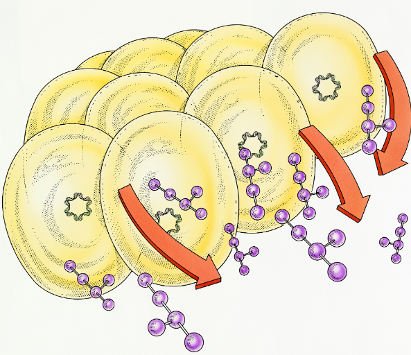 全氟己烯脂质体 Perfluorohexene Liposomes 定制