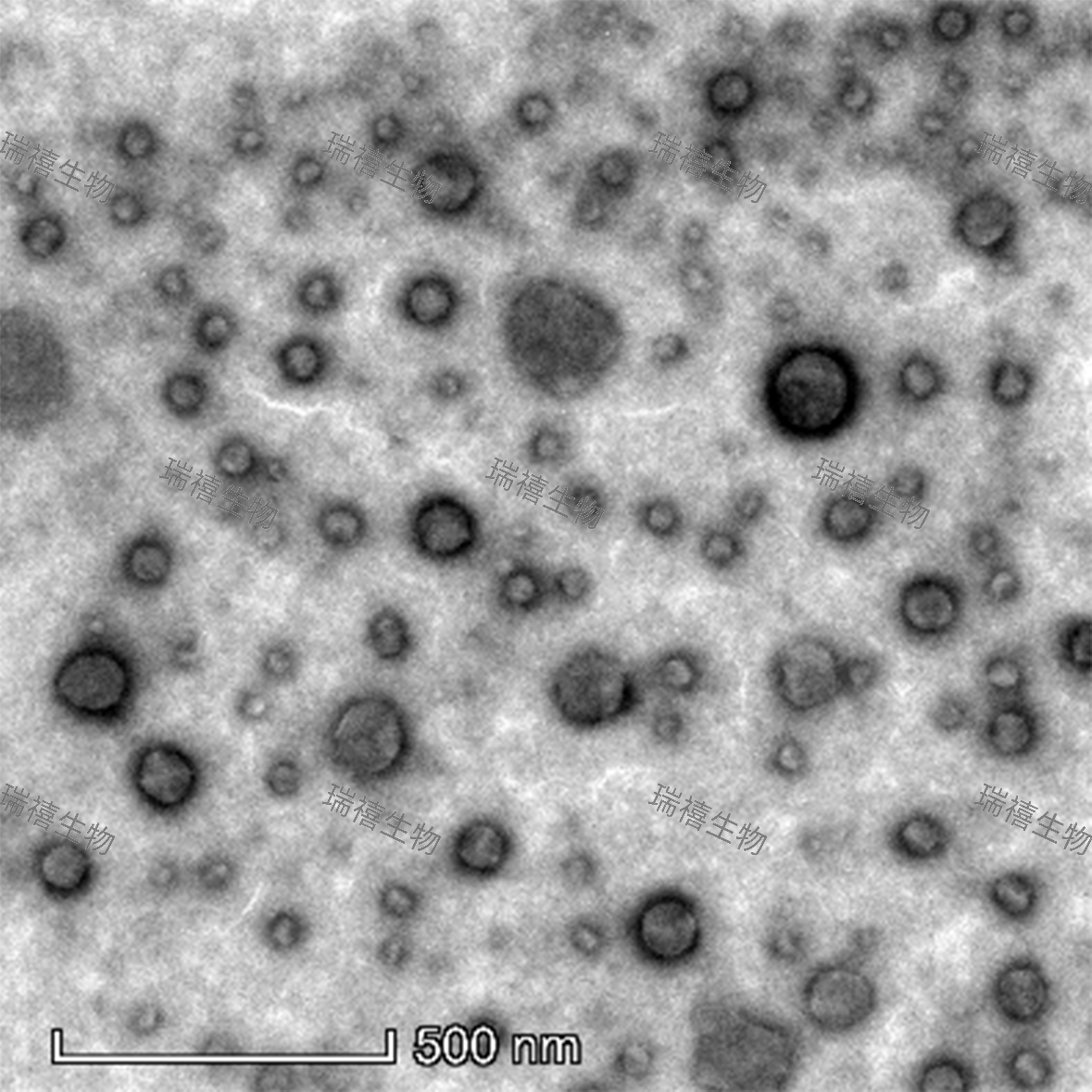 瑞禧生物支持定制小鼠红细胞膜