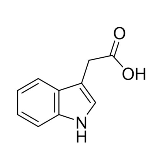 生物素-3-吲|哚乙酸Biotin-3-IndoleaceticAcid的生物探针与成像的探索
