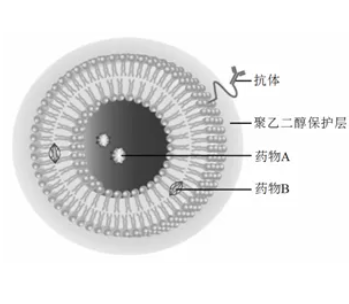 磁共振钆T1造影型脂质体定制
