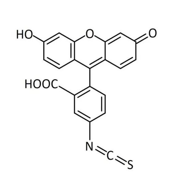 聚丙稀酰胺 2000-异硫氰酸荧光素  Polyacrylamide2000-FITC的特性与应用
