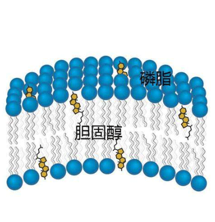 DOTA-cell membrane-LNP,1,4,7,10-四氮杂环十二烷-1,4,7,10-四乙酸修饰细胞膜-脂质纳米粒