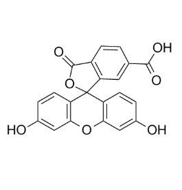 6-FAM标记蛋白质的方法  