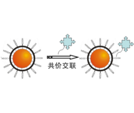 荧光标记 MOF 材料的合成及其在细胞成像中的应用潜力