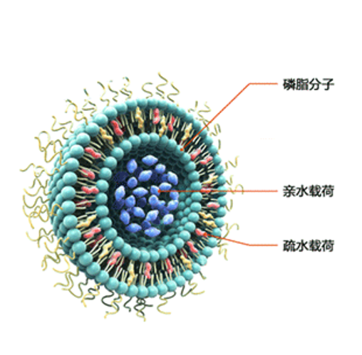 脂质体与细胞相互作用的分子机制及研究方法