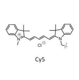 基于 Cy5 的荧光共振能量转移（FRET）体系构建与应用
