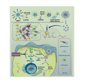 FA/Pt+si-GPX4@IONPs通过诱导铁垂病和细胞Apoptosis 联合Treatment 原位胶质母cytoma 的机制的说明