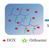 DOX micelles,阿霉素胶束