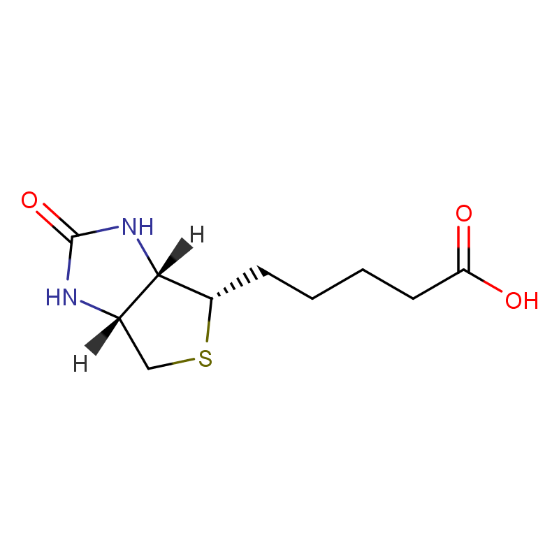 生物素与叶酸的协同作用机制