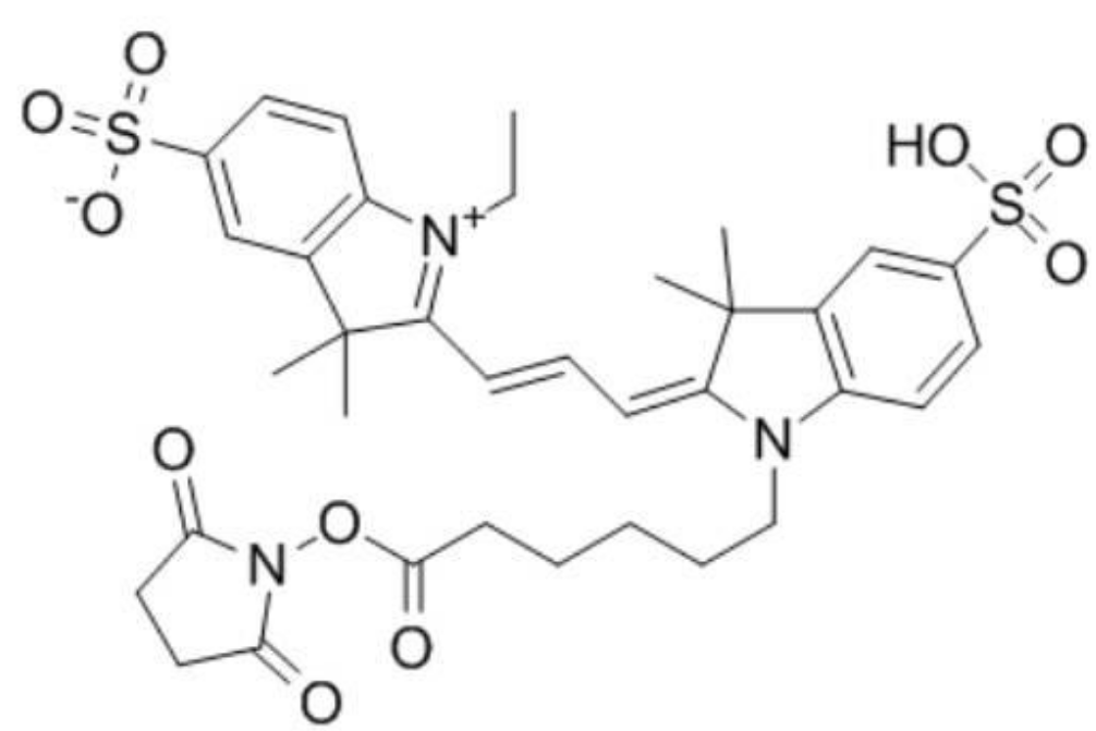 Cy3-HSA  花菁染料Cy3-人血清白蛋白 的制备方法