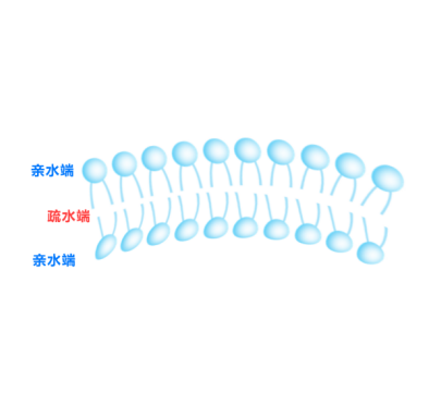 脂质体