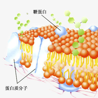 新型脂质体修饰的蛋白水解靶向嵌合体系统的构建及性能研究