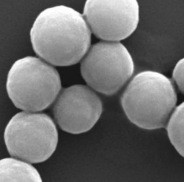 Amino-functionalized magnetic beads 氨基磁珠的合成方法  