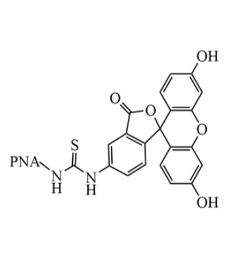 FITC-PNA在不同生理状态下细胞糖类变化研究中的应用