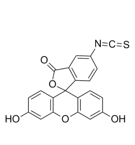 异硫氰酸荧光素标记卵白蛋白在生物组织中扩散行为的荧光显微技术研究