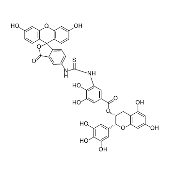 FITC-EGCG,异硫氰基荧光素-表没食子儿茶素没食子酸酯