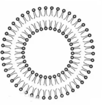 空载ROS响应脂质体-TPP 100nm Unloaded ROS-Responsive TPP Liposome的系列产品