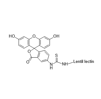 FITC-LCA,异硫氰酸荧光素标记小扁豆凝集素