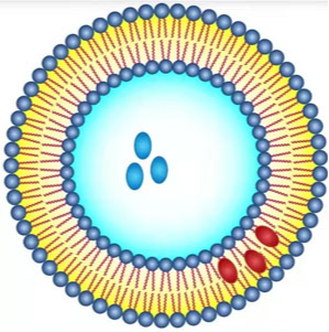 空白脂质体-RGD（100nm）100nm Blank Liposome-RGD的使用前准备