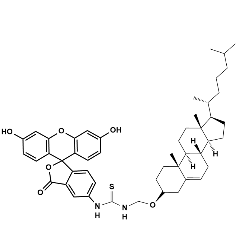 绿色荧光素标记胆固醇在脂质双层结构研究中的应用：膜流动性与胆固醇的关系