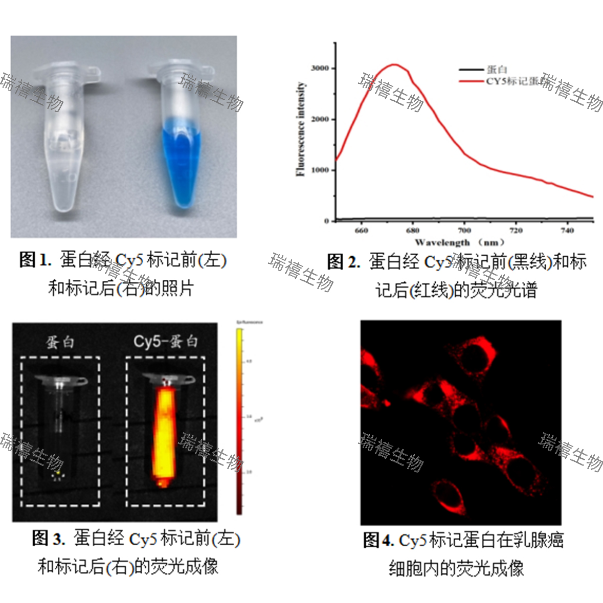 荧光标记抗体/蛋白试剂盒