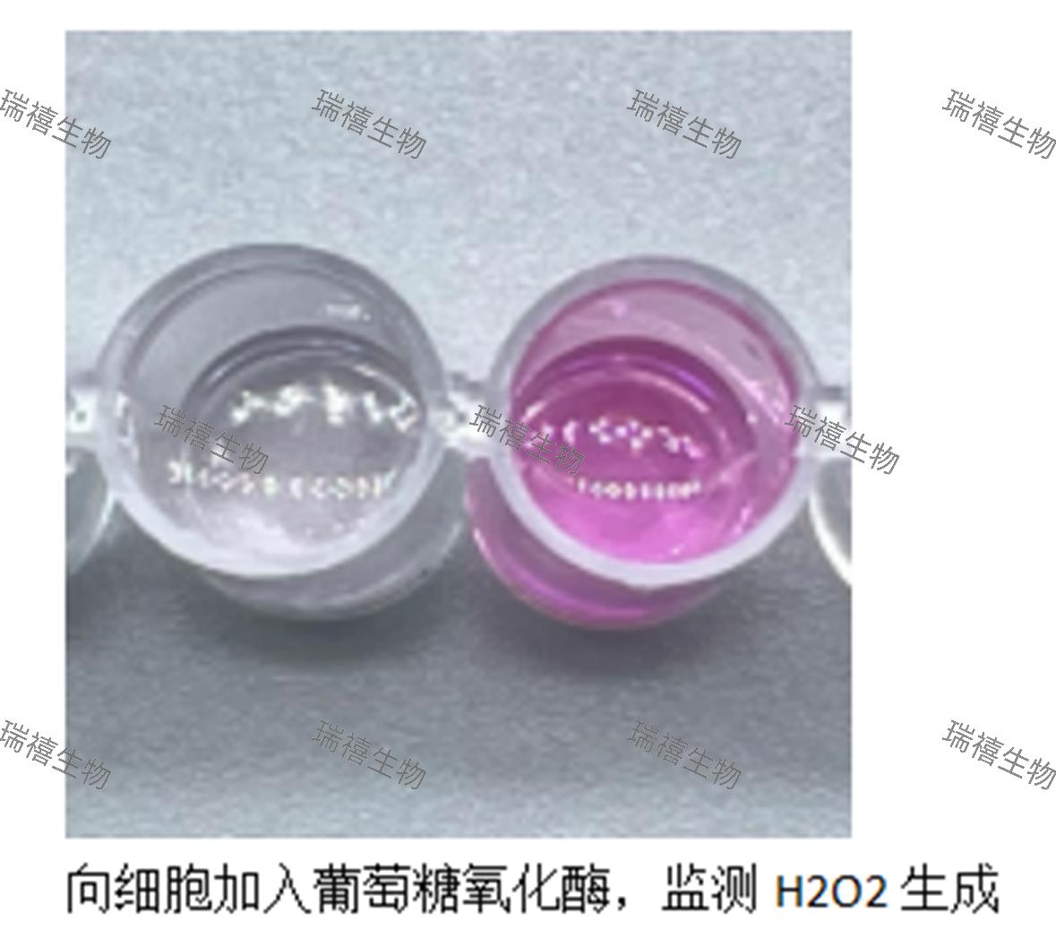 H2O2超快检测试剂盒