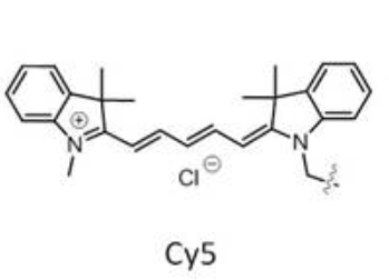 LNP-cy5/RGD100nm 五甲川花菁染料@LNP-RGD（100nm）的结构式分析