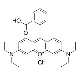 Dextran-RB 右旋糖酐-罗丹明B的合成与制备  