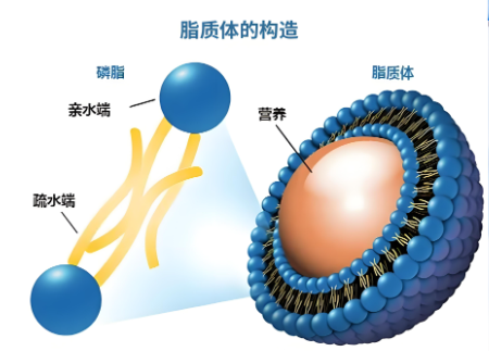 CY5 Liposome-loaded siRNA CY5脂质体负载 siRNA的作用原理