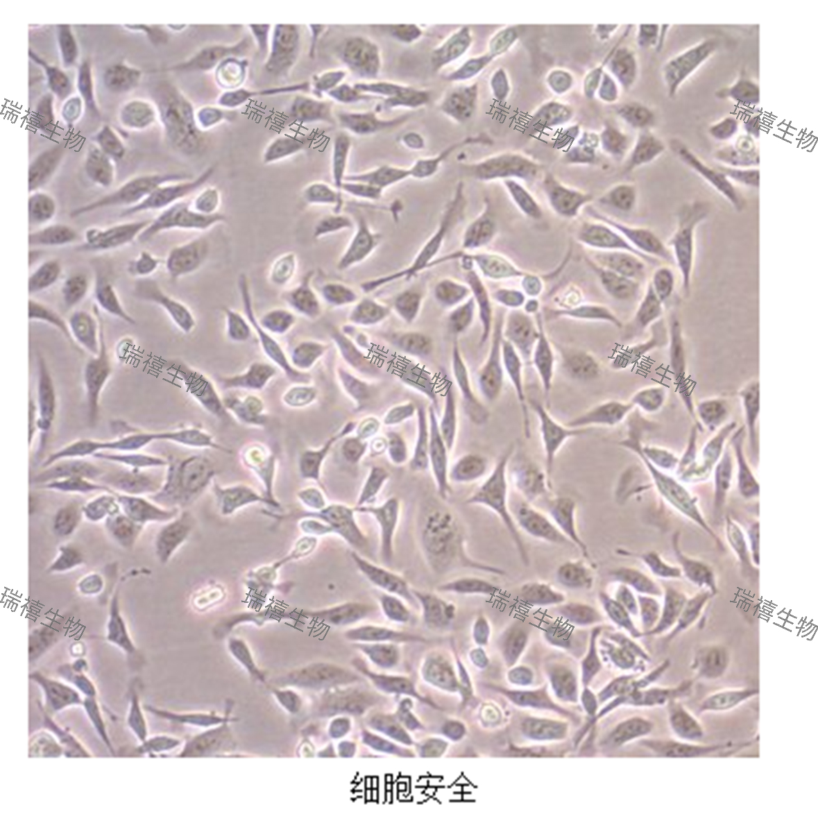 过氧化氢H2O2超快检测试剂盒
