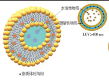 Diquat Chloride and cRGD Modified Liposomes Loaded with Oxaliplatin的结构式分析