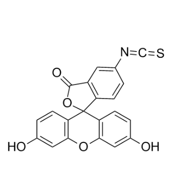 异硫氰酸荧光素标记I型胶原蛋白  FITC-Collagen I的产品综述