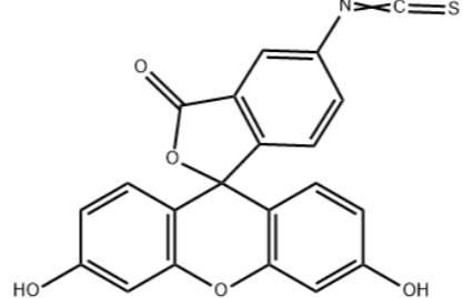 FITC-透明质酸钠 透明质酸-荧光素异硫氰酸酯共轭物的科研应用