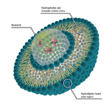 LNP@mRNA,脂质纳米颗粒载 mRNA