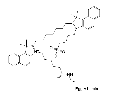 ICG-Egg Albumin,吲哚菁绿-卵清蛋白