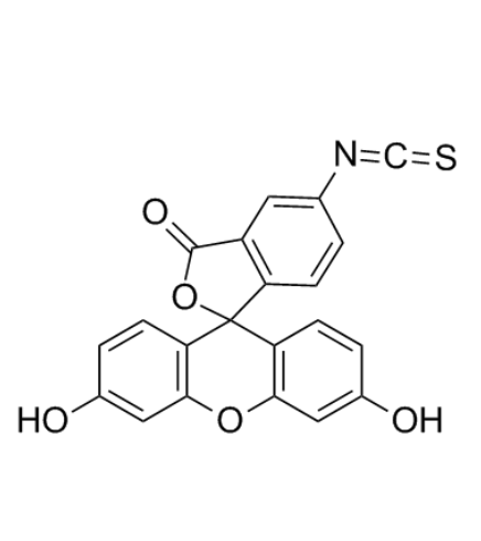 异硫氰酸荧光素标记聚(2-甲基-2-噁唑啉)   FITC-PMeOx的产品使用指南