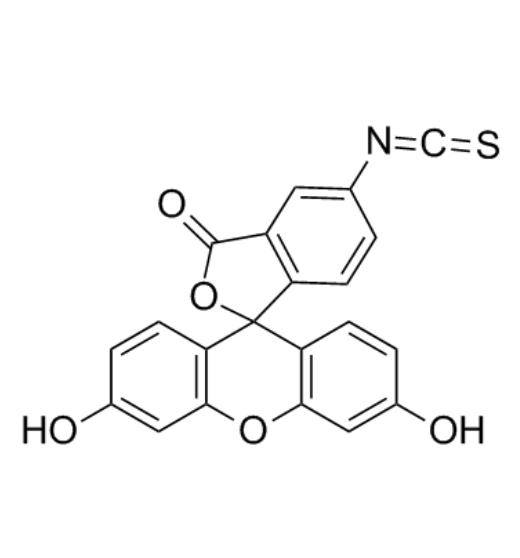 异硫氰酸荧光素标记的IV型胶原蛋白的市场分析
