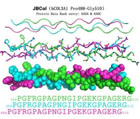 FITC-labeled Type III Collagen 绿色荧光素标记三型胶原蛋白的产品使用指南