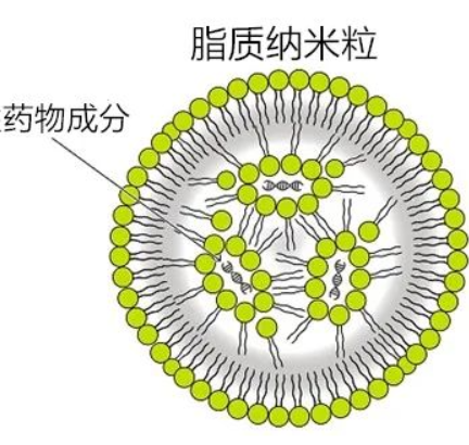 LNP@Celastrol,脂质纳米粒载雷公藤红素