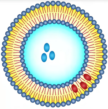 LNP@EGFp-mRNA,脂质纳米颗粒包裹增强型绿色荧光蛋白信使核糖核酸
