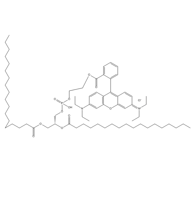 二硬脂酰磷脂酰乙醇胺-罗丹明 B 标记的纳米粒在体内分布研究