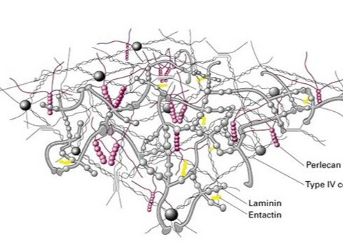 FITC-Collagen III 异硫氰酸荧光素标记三型胶原蛋白